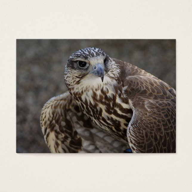 Cartes De Visite Faucon (Devant)