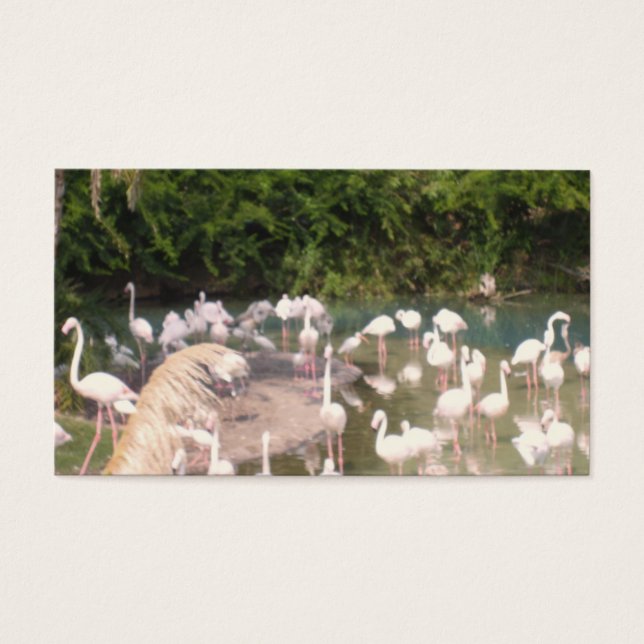 Cartes De Visite Flamants roses de Loisirs (Devant)