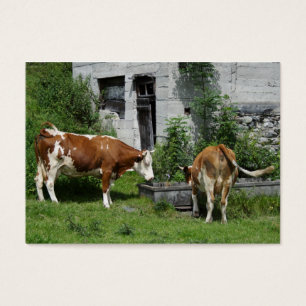 Cartes De Visite Fleckvieh soif