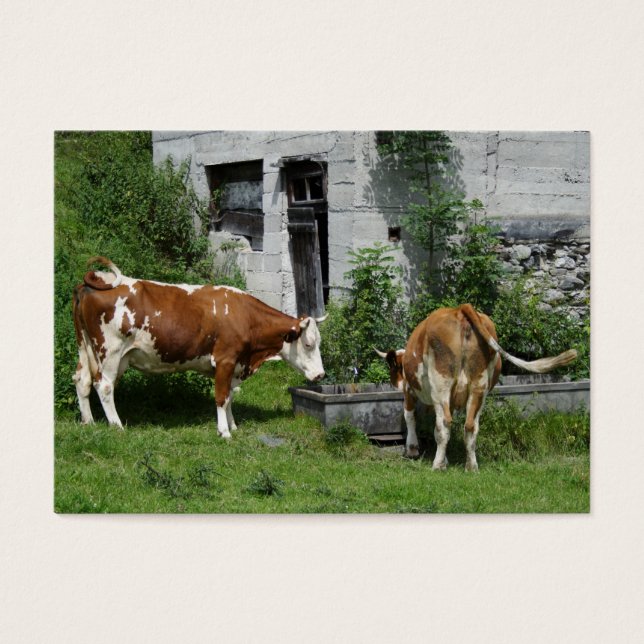 Cartes De Visite Fleckvieh soif (Devant)