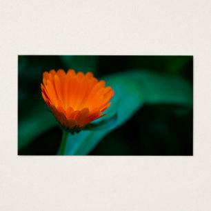 Cartes De Visite Fleur de marguerite orange