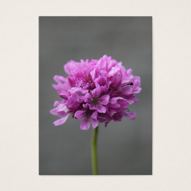 Cartes De Visite fleur violette avec fourmi (Devant)