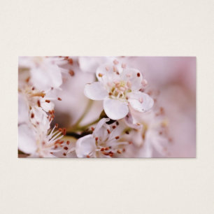 Cartes De Visite Fleurs de cerisier de floraison