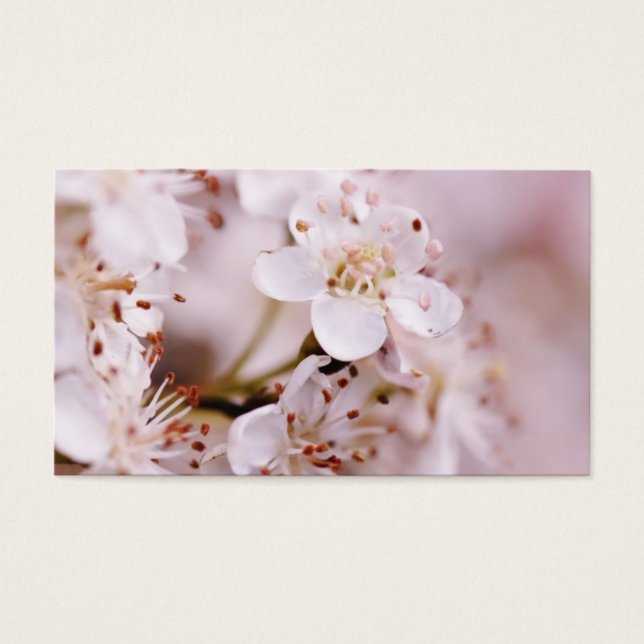 Cartes De Visite Fleurs florantes de cerisiers (Devant)