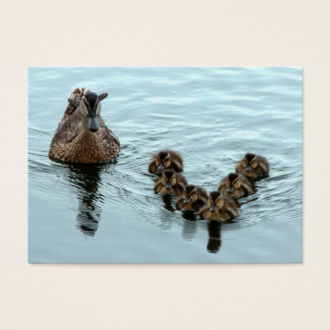 Cartes De Visite Formation de canard (Devant)