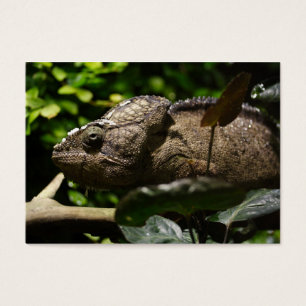 Cartes De Visite Furcifer oustaleti