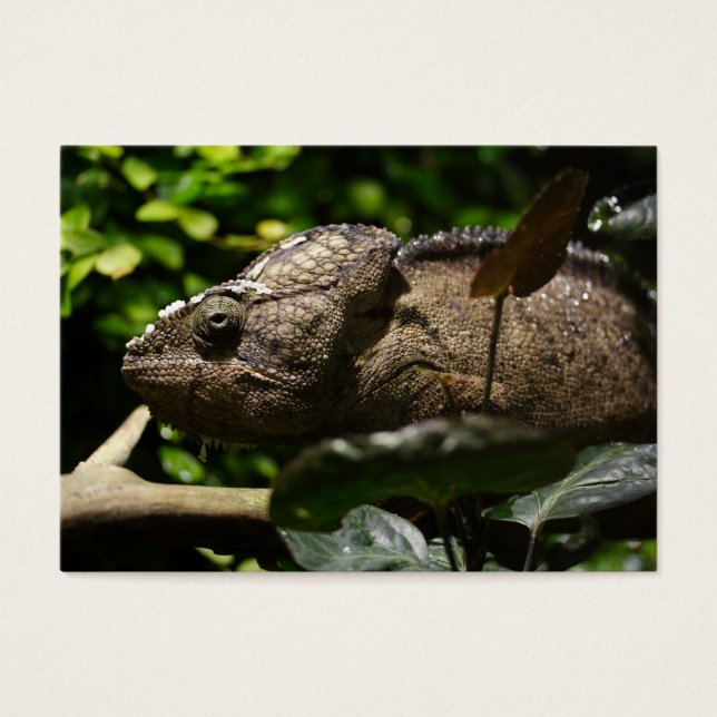 Cartes De Visite Furcifer oustaleti (Devant)