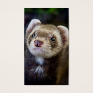 Cartes De Visite Furet