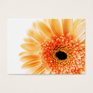 Cartes De Visite Gerbera