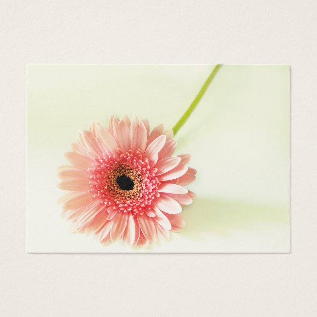 Cartes De Visite Gerbera Daisy (Devant)