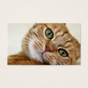 Cartes De Visite Grand Kitty orange