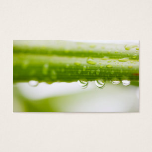 Cartes De Visite Green leaves background