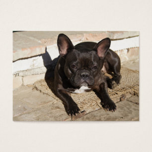 Cartes De Visite Grouchy French Bulldog