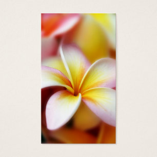 Cartes De Visite Hawaïen blanc de fleur d'Hawaï de Frangipani de