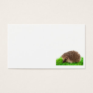 Cartes De Visite hedgehog