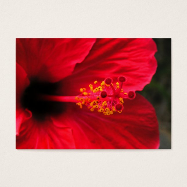 Cartes De Visite Hibiscus rouge (Devant)