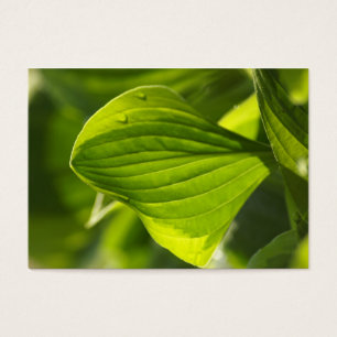 Cartes De Visite Hosta 1
