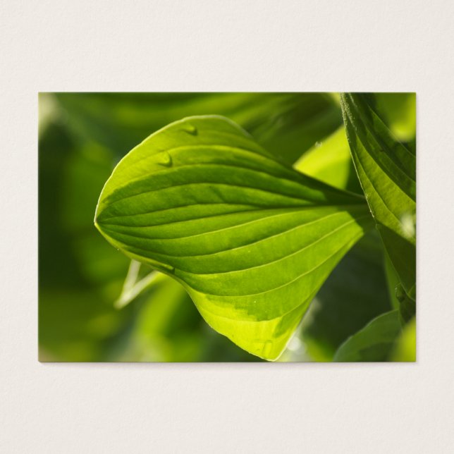 Cartes De Visite Hosta 1 (Devant)