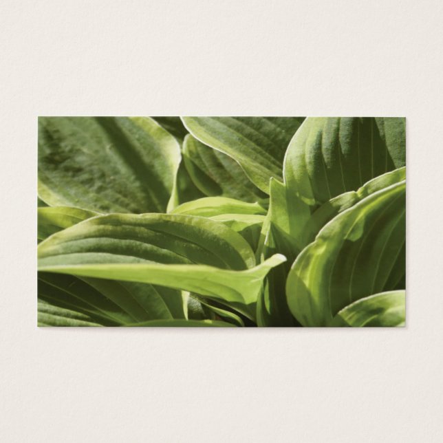 Cartes De Visite Hosta 2 (Devant)