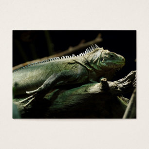 Cartes De Visite Iguana délicatissima