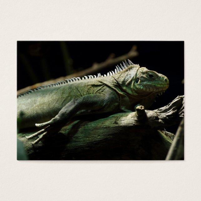 Cartes De Visite Iguana délicatissima (Devant)