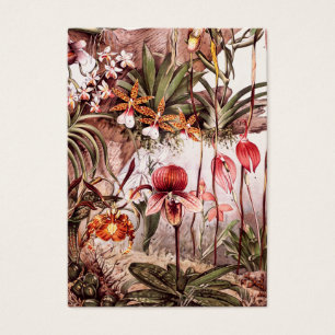 Cartes De Visite Illustration 1911 de variété de fleur d'orchidé