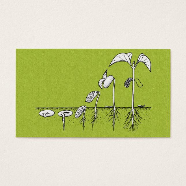 Cartes De Visite Illustration de germination plante (Devant)