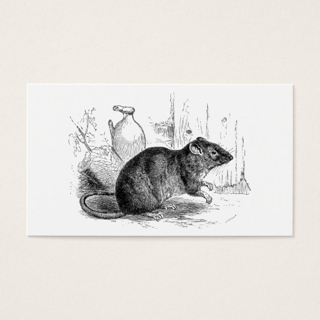 Cartes De Visite Illustration vintage des années 1800 Rats de grang (Devant)