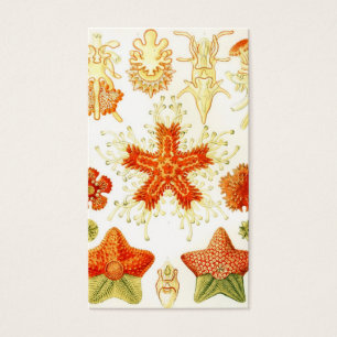 Cartes De Visite Image naturaliste vintage de Starfish (Asteroidea)
