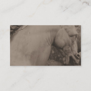 Cartes de visite italiens de cheval de la