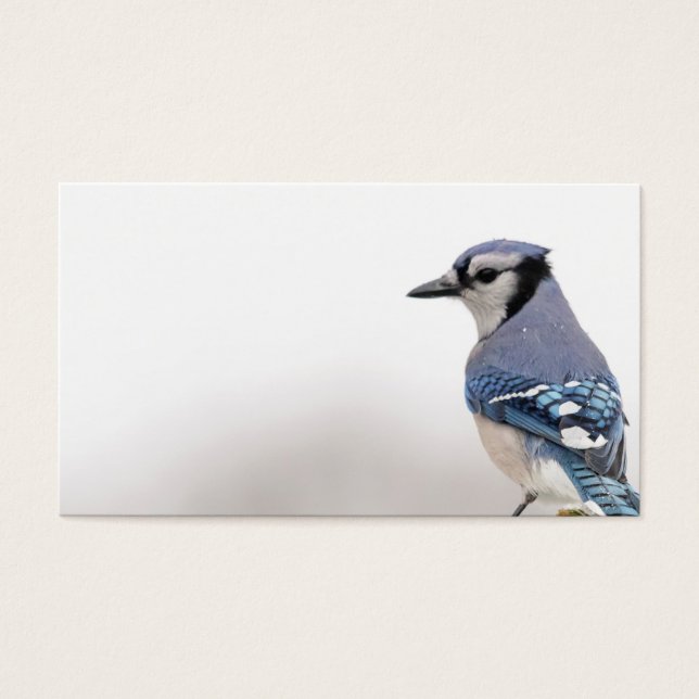 Cartes De Visite Jay bleu en hiver (Devant)
