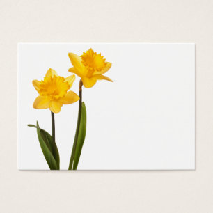 Cartes De Visite Jonquilles jaunes sur le blanc - blanc de fleur de
