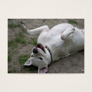 Cartes De Visite Jouer Dogo Argentino