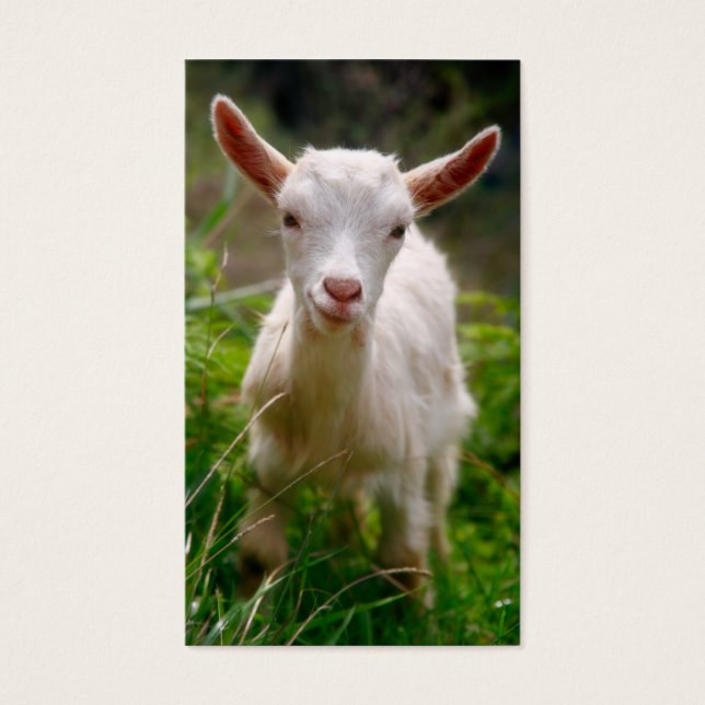 Cartes De Visite Kid Goat (Devant)