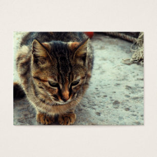 Cartes De Visite Kitty