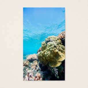 Cartes De Visite La barrière de corail