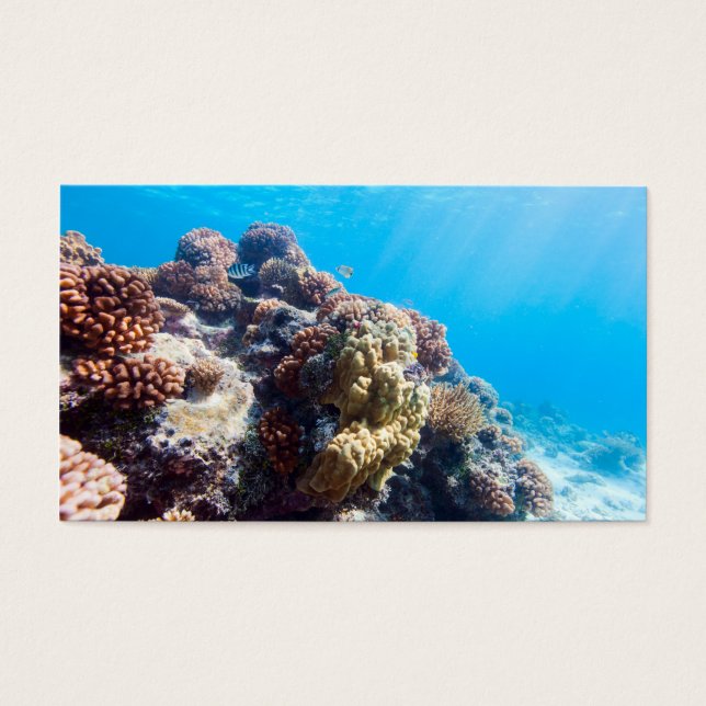 Cartes De Visite La barrière de corail (Devant)