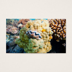 Cartes De Visite La barrière de corail