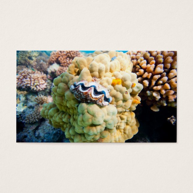 Cartes De Visite La barrière de corail (Devant)