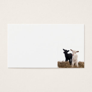 Cartes De Visite lamb