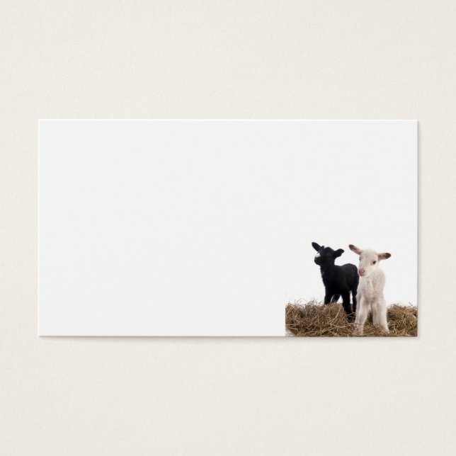 Cartes De Visite lamb (Devant)