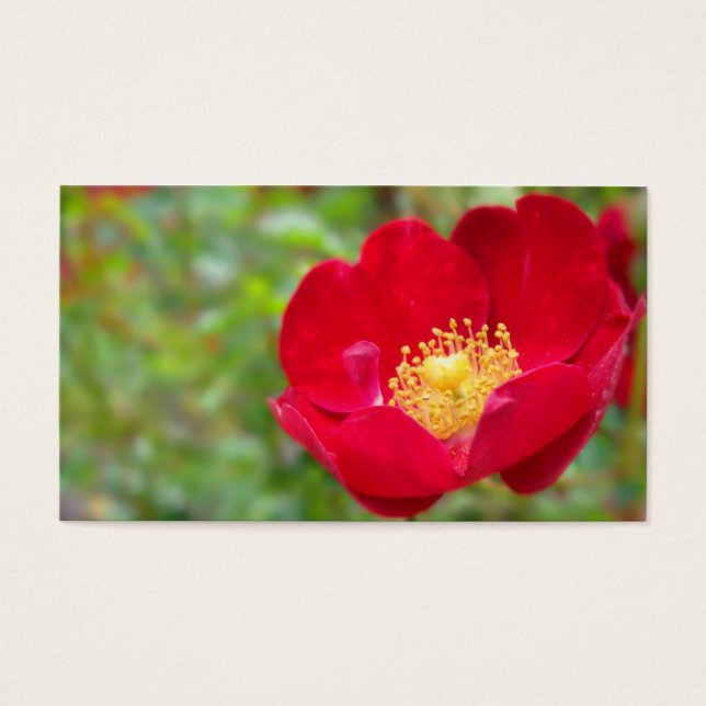 Cartes De Visite Les roses sont Signets rouges (Devant)