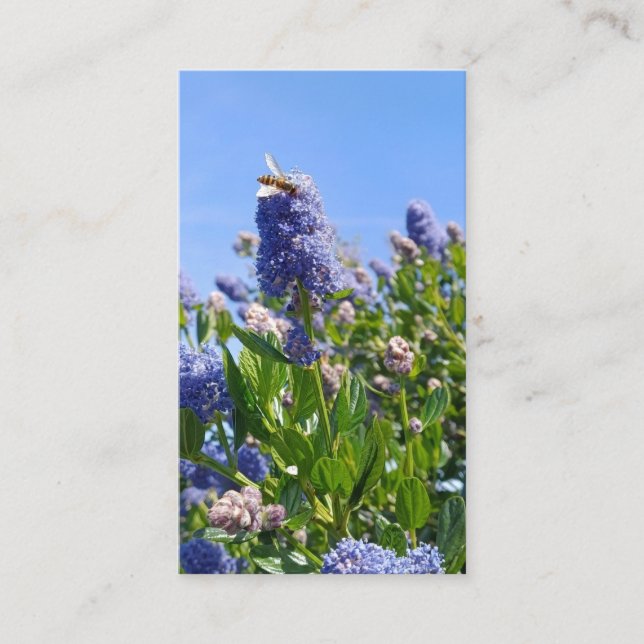 Cartes de visite lilas (Devant)