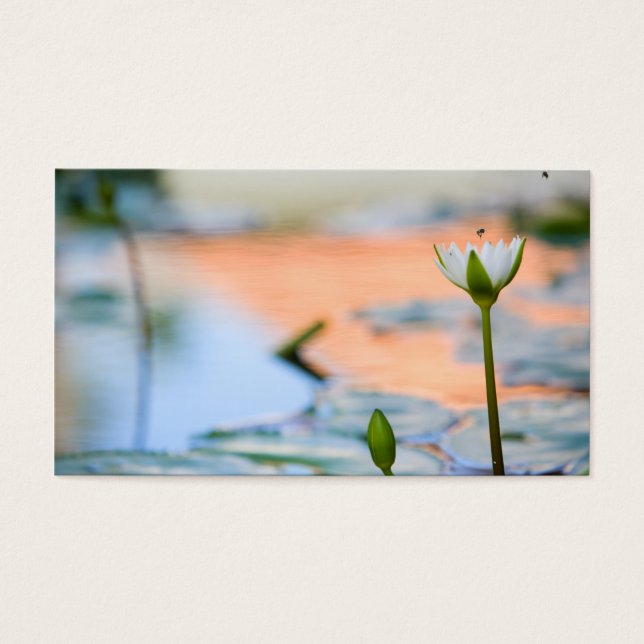Cartes De Visite Lotus blanc (Devant)
