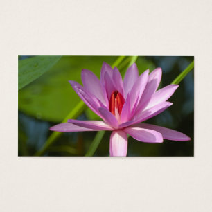 Cartes De Visite Lotus rose
