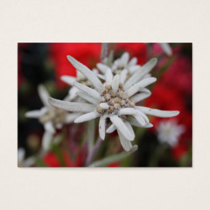 Cartes De Visite Lovely Edelweiss Leontopodium nivale
