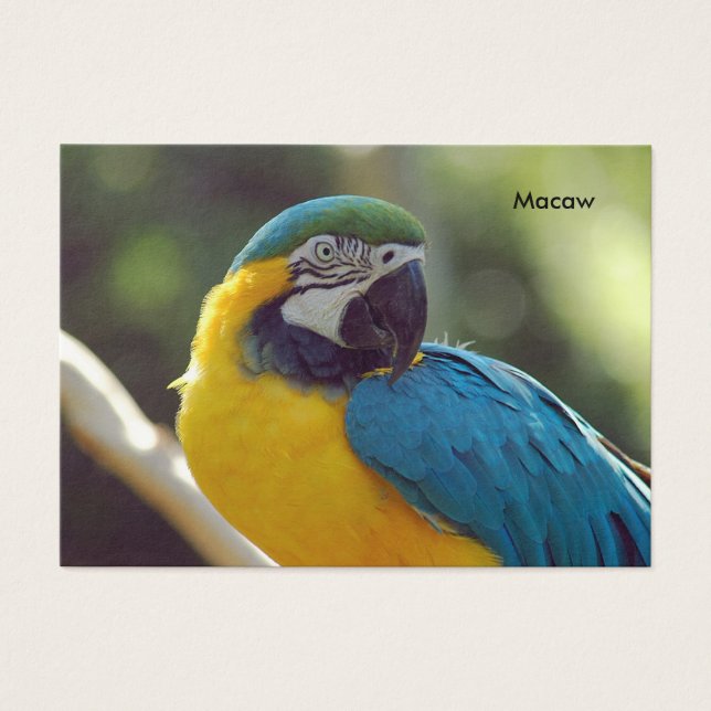 Cartes De Visite macaw (Devant)