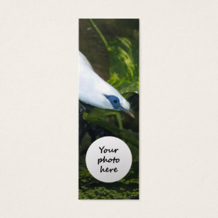 Cartes De Visite Mainate de Bali