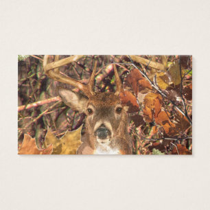 Cartes De Visite Mâle dans des cerfs communs de queue blanche de