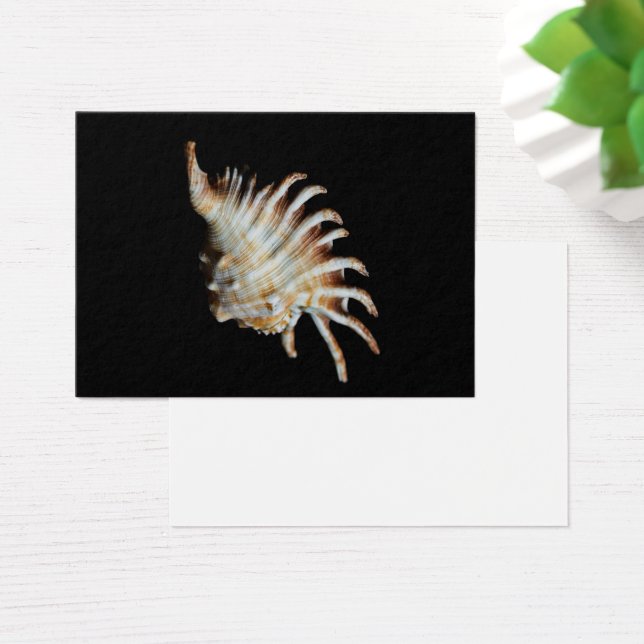 Cartes De Visite Mambeda Lambis Shell Spider (Bureau)